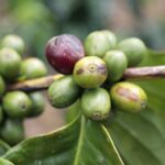 El Café dominicano se exportó a más de 53 mercados internacionales