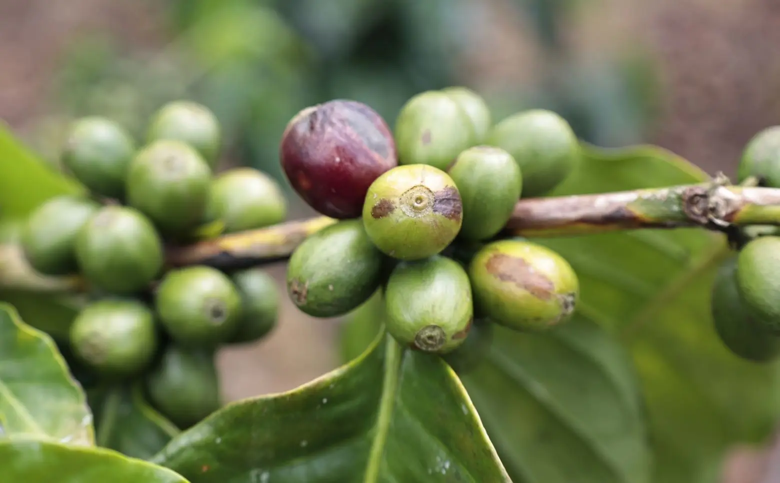 El Café dominicano se exportó a más de 53 mercados internacionales