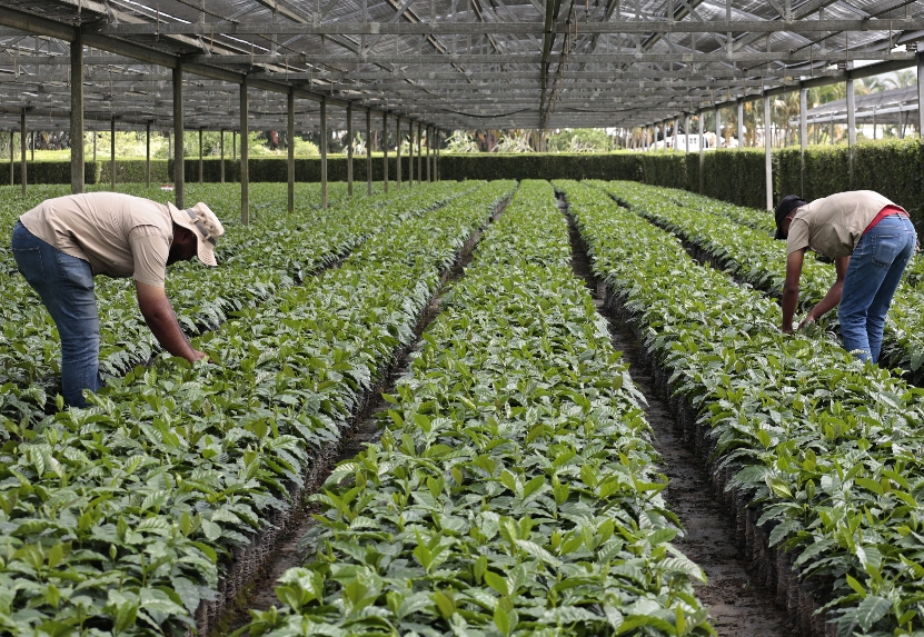 Café dominicano se exportó a más de 53 mercados internacionales