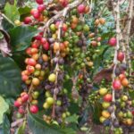 Buscan fortalecer la comercialización del café nacional
