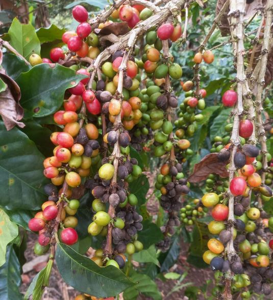 Productores de café exigen apoyo: 70% del café que se consume en el país es importado