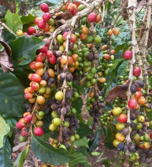 Buscan fortalecer la comercialización del café nacional