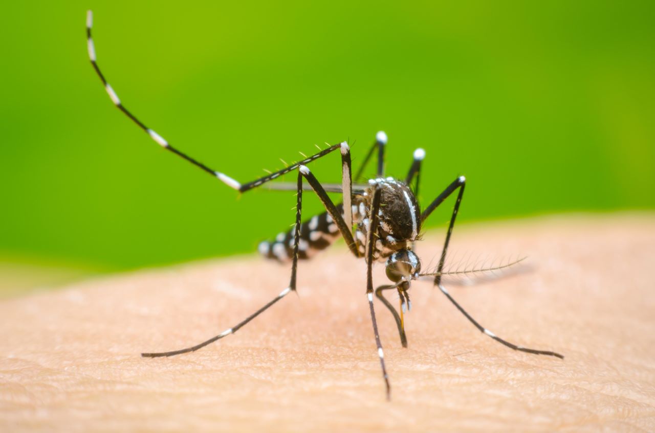 Mosquitos del dengue pueden aprender a tolerar el repelente DEET, según estudio científico
