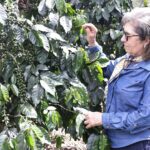 Productores confiados en el resurgimiento de la caficultura