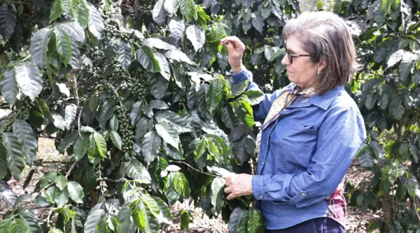 En instalaciones de Rancho Arriba se realizan todas las pruebas y se adaptan las tecnologías a las variedades resistente a plagas y de alto rendimiento.