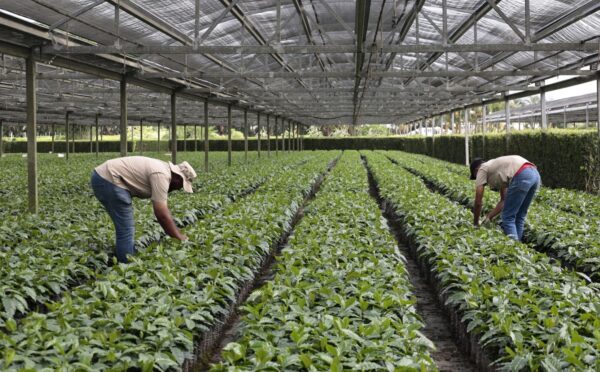 Promueven la instalación de viveros comunitarios para la producción de plantas de café. Olga De la Cruz.