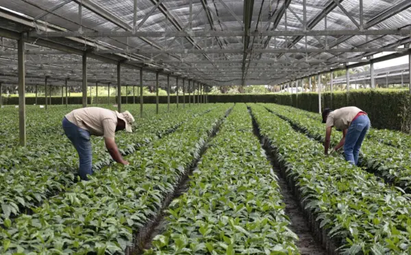 Promueven la instalación de viveros comunitarios para la producción de plantas de café. Olga De la Cruz.
