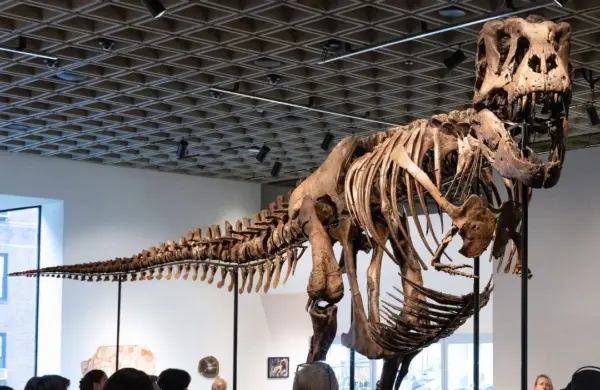 Fotografía difundida por la casa de subastas Sotheby's en su página oficial, que muestra a personas observando un ejemplar de los esqueletos de Tyrannosaurus Rex en Nueva York (EE.UU.).