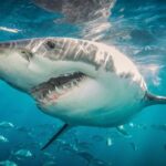 Tiburones rondan playas de Nueva York; un bañista fue atacado