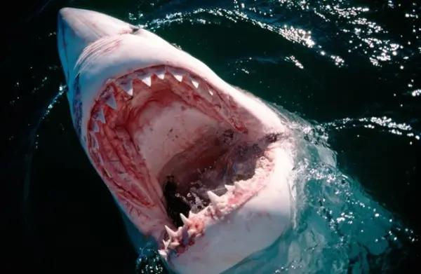 Tiburones azules