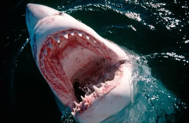 Tiburones azules