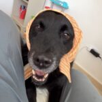 "Hoy ya no sé qué sentir": el dolor que invade a Tokischa por la pérdida de su mascota Espiral