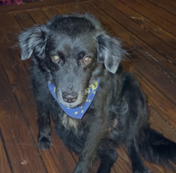"Hoy ya no sé qué sentir": el dolor que invade a Tokischa por la pérdida de su mascota Espiral