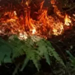 Incendio forestal en Valle de Dios, San Cristóbal, continúa sin ser sofocado