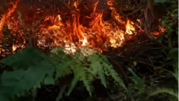 Incendio forestal – Los cacao (Recortada)