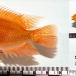 Rápida expansión de pez invasor amenaza con devorar a especie endémica en peligro crítico