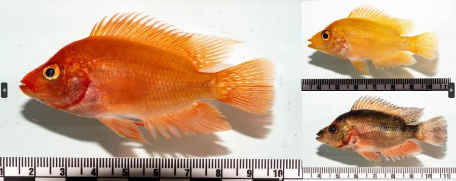 pez invasor Amphilophus citrinellus.jpg.