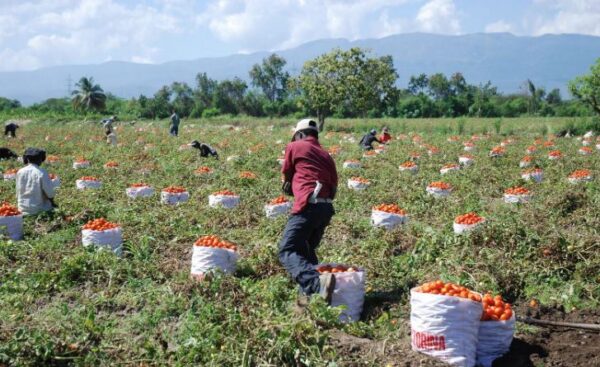 tomates-Azua
