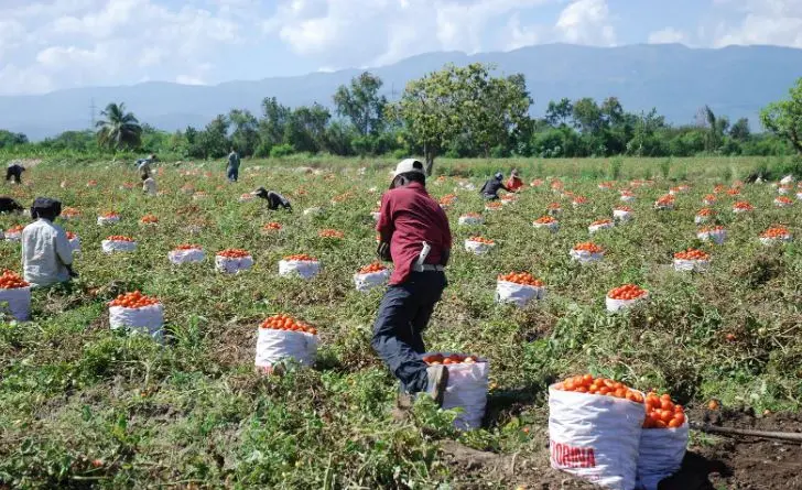 tomates-Azua