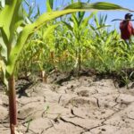 El cambio climático pone en jaque el sector agropecuario