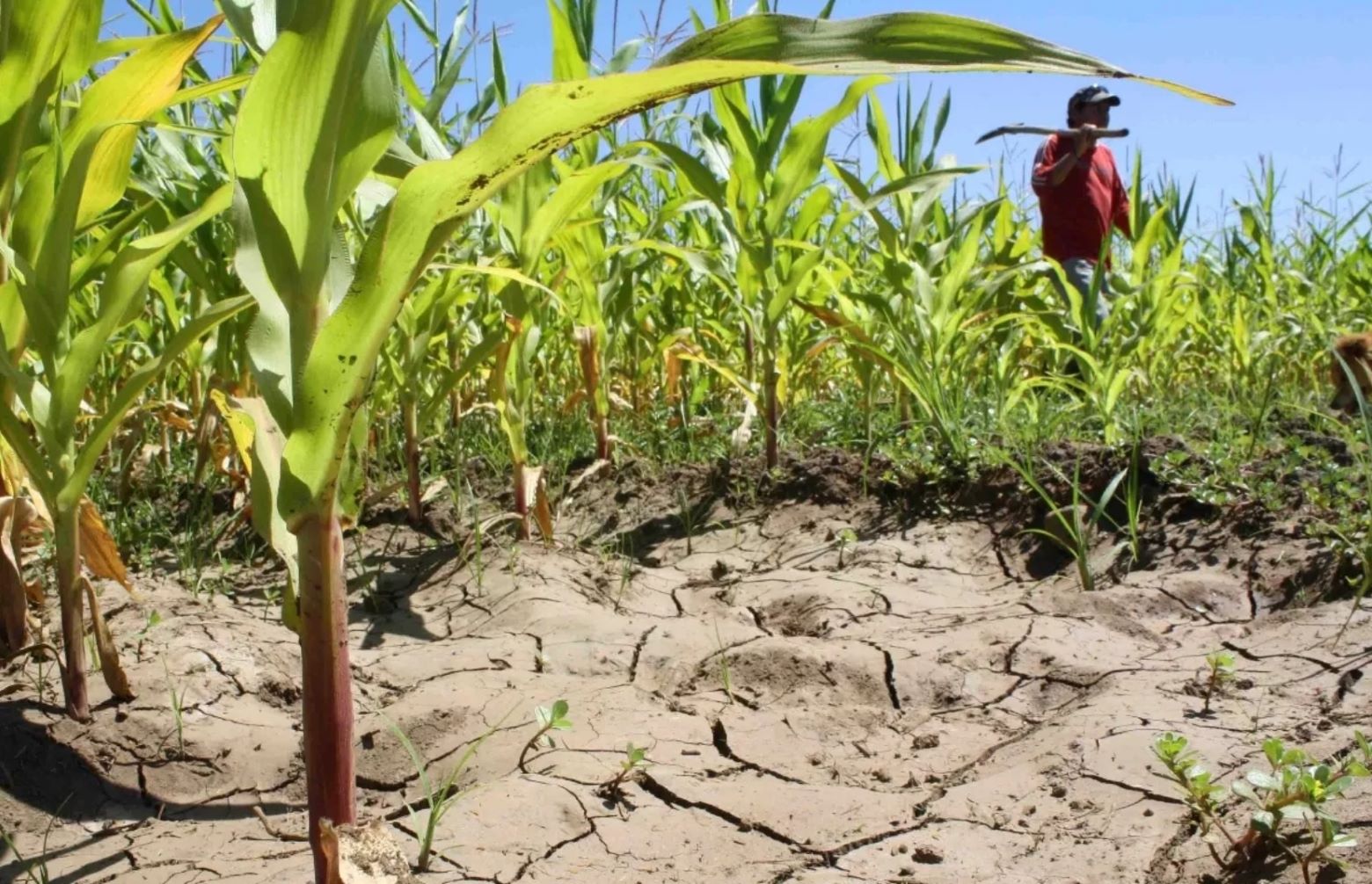 Cambio climático afecta la agricultura global