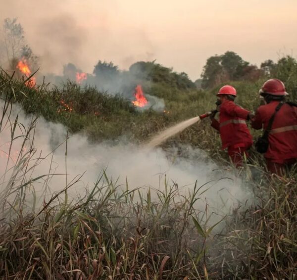 En varios países se intensifican los incendios forestales.