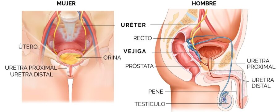Los síntomas suelen comenzar de forma progresiva o abrupta, dependiendo de la causa que provocó la estrechez.