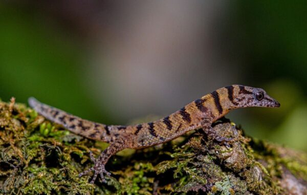 El gecko  pasó de la categoría en  peligro crítico a casi amenazado, en la Lista Roja de la UICN.  Foto cortesía de BARRICK