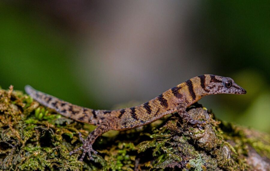 El gecko  pasó de la categoría en  peligro crítico a casi amenazado, en la Lista Roja de la UICN.  Foto cortesía de BARRICK