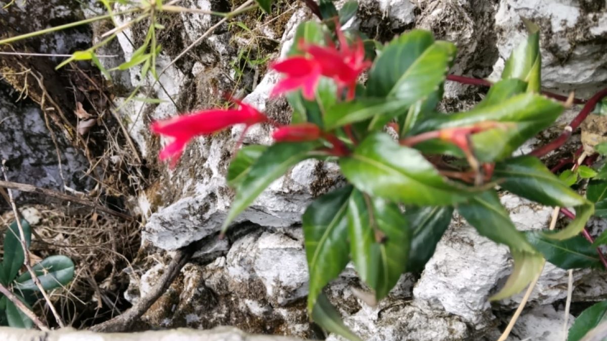 Planta endémica redescubierta en Haití, Siphocampylus leptophyllus