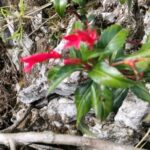 Una especie endémica redescubierta en Haití sorprende botánicos RD