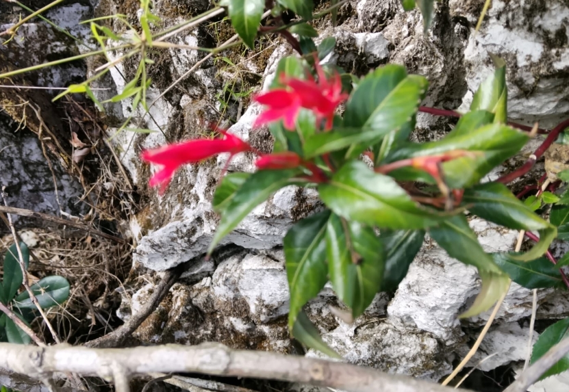Crecen sobre rocas calcáreas.