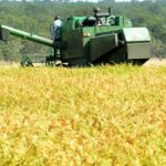 República Dominicana mantiene protección a producción de arroz frente apertura del DR-Cafta