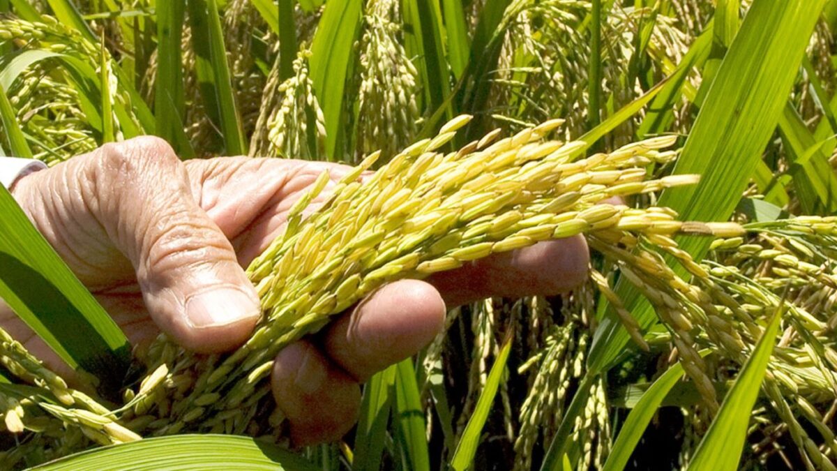 Disputa arroz RD-EEUU tras el DR-Cafta