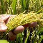 El arroz enfrenta a República Dominicana y Estados Unidos por apertura del mercado