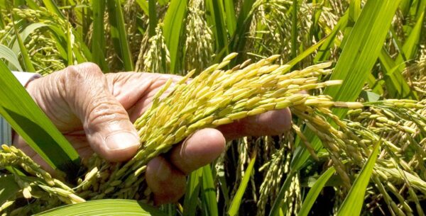 El desacuerdo gira en torno al arancel de 99 % que mantiene RD para las importaciones que superen las 23,300 toneladas métricas.