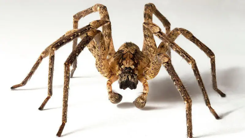 Araña