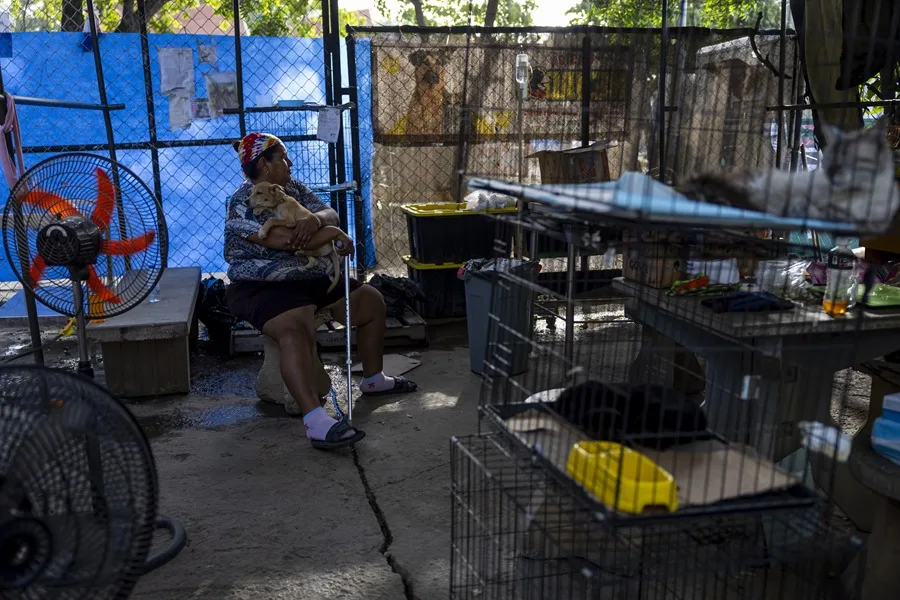 Las mascotas víctimas de los terremotos en Venezuela esperan por un hogar