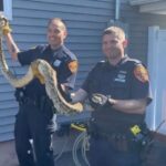 Atrapan culebra de 8 pies de largo debajo del piso de casa con familia en Nueva Jersey