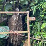¿Por qué cada vez aparecen más abejas en casas y apartamentos de Santo Domingo?