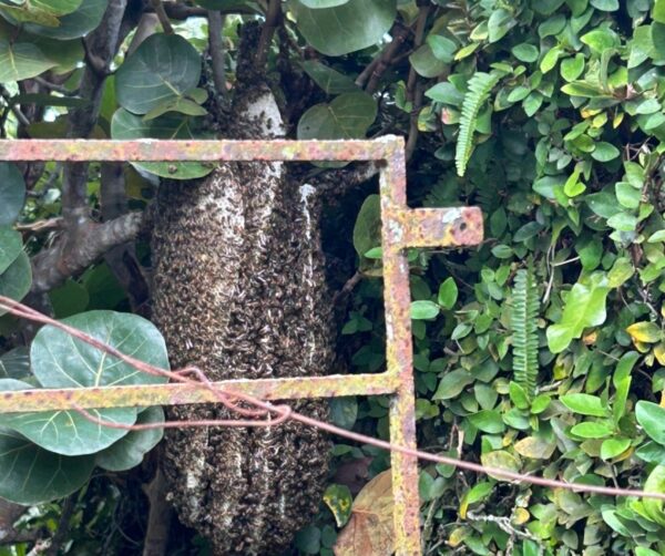 La foto de este hermoso enjambre fue enviada al chat Abeja911RD desde Arroyo Hondo, DN.