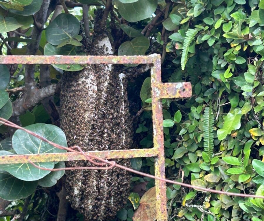 La foto de este hermoso enjambre fue enviada al chat Abeja911RD desde Arroyo Hondo, DN.