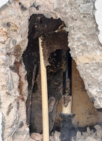 Las abejas urbanas se meten en casas, torres apartamentos y árboles