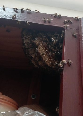 Las abejas urbanas se meten en casas, torres apartamentos y árboles