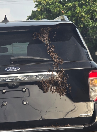 Las abejas urbanas se meten en casas, torres apartamentos y árboles