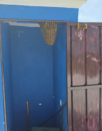 Las abejas urbanas se meten en casas, torres apartamentos y árboles