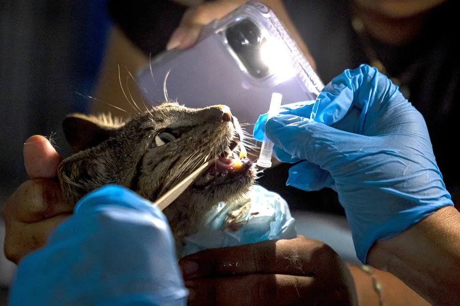 Las mascotas víctimas de los terremotos en Venezuela esperan por un hogar