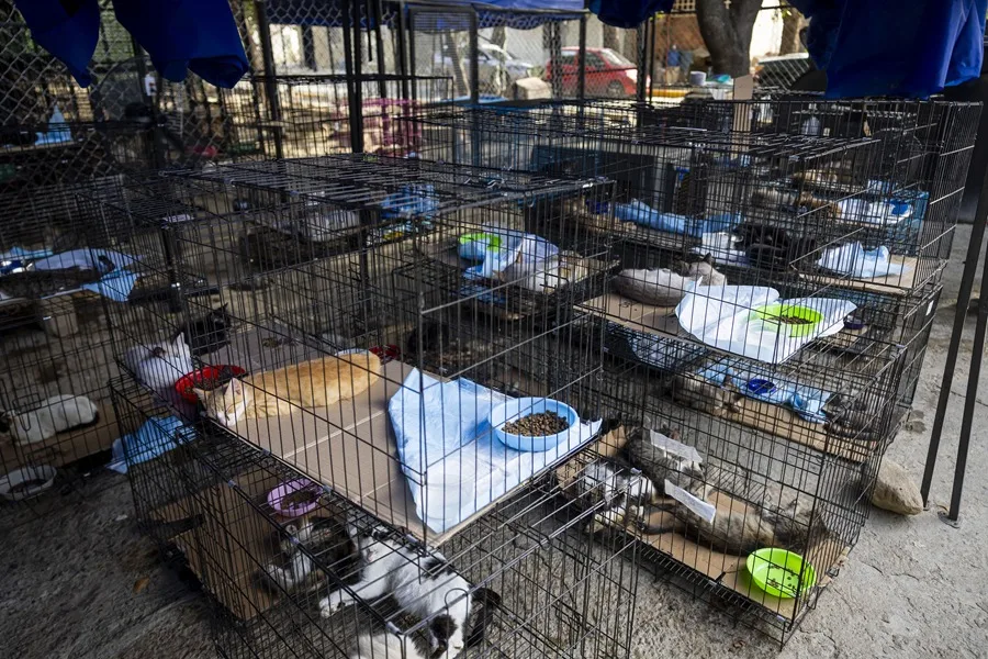 Fotografía que muestra a un gato en adopción en un punto de atención a mascotas afectadas por los terremotos del 24 de junio, en La Guaira (Venezuela).