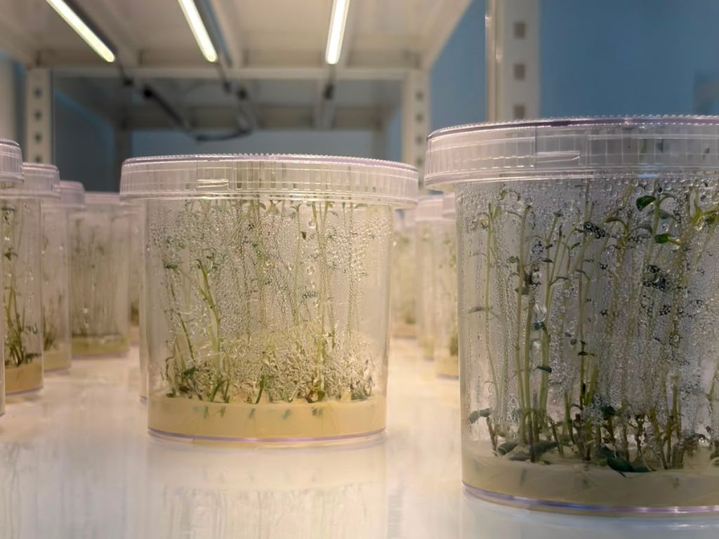 Laboratorio en Constanza fortalecerá la producción de semillas de calidad para productores