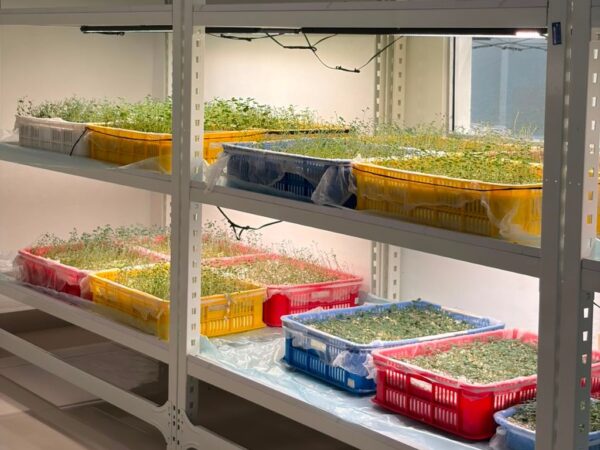 Laboratorio de plantas./ Foto: Alexis Monegro.